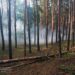 Рятувальники приборкали пожежу у хвойному лісі (ФОТО)