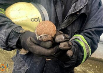 У Кам’янському врятували совеня, яке впало у вентиляційну шахту