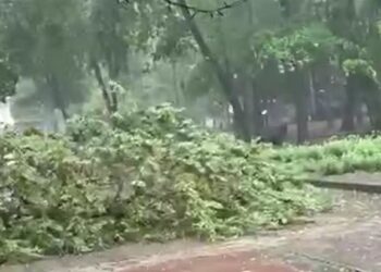 У Дніпрі під час негоди стався традиційний деревопад (ФОТО)