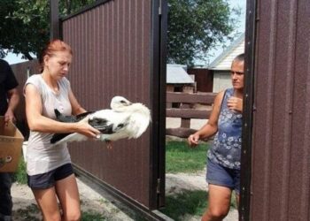 У Дніпропетровській області врятували пташеня лелеки, яке випало з гнізда