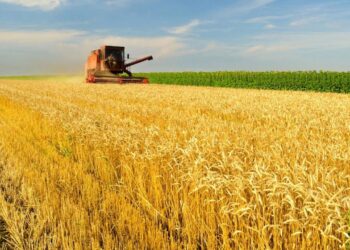 Аграрії Дніпропетровщини виходять на фінішну пряму зі збору зернових 