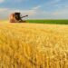 Аграрії Дніпропетровщини виходять на фінішну пряму зі збору зернових 