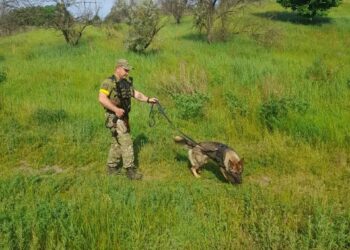 На Дніпропетровщині службовий пес допоміг знайти зловмисника, який поранив ножем людину