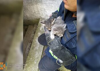 Хвилинка добра: у Дніпрі врятували життя двох кошенят