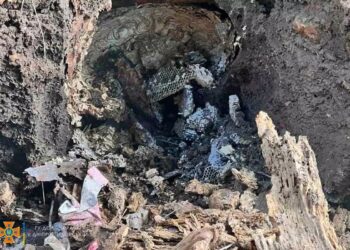 У Дніпрі рятувальники знешкодили рій ос на дитмайданчику та у дошкільному навчальному закладі