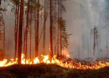 На Дніпропетровщині від початку літа  на пожежах згоріло 2,5 га лісів 