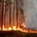 На Дніпропетровщині від початку літа  на пожежах згоріло 2,5 га лісів 