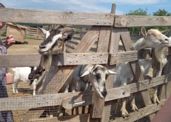 Внаслідок падіння уламків ракети, на Дніпропетровщині згоріла велика ферма, де мешкали тварини-переселенці