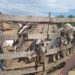 Внаслідок падіння уламків ракети, на Дніпропетровщині згоріла велика ферма, де мешкали тварини-переселенці