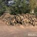 “Заготовили” дров на півмільйона гривень: у Кривому Розі піймали п’ятьох чорних лісорубів 