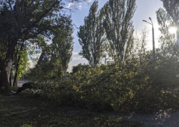 У Дніпрі сильний вітер призвів до масового деревопаду