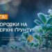 На Дніпропетровщині очікуються заморозки