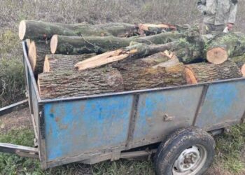 Поліція Дніпропетровщини затримала чергового «чорного» лісоруба