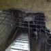 У Новомосковську районі з льоху визволяли корову