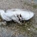 Поліція оприлюднила кадри ворожих обстрілів Криворіжжя