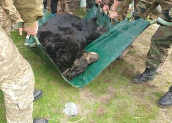 Волонтери врятували контуженого ведмедя з приватного зоопарку біля Лимана (ФОТО)