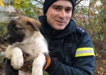Хвилинка доброти: у Дніпрі шість рятувальників визволяли цуценя з пастки