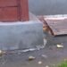 У Кривому Розі прямо під вікнами будинку знайшли гранату (ВІДЕО) 