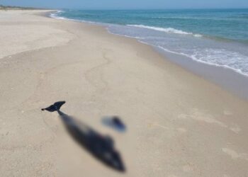 Через війну у Чорному морі загинуло близько 50 тисяч дельфінів