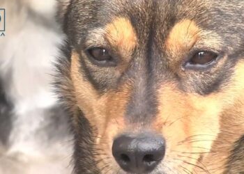 Всесвітній день тварин! Як чотирилапі адоптуються до війни