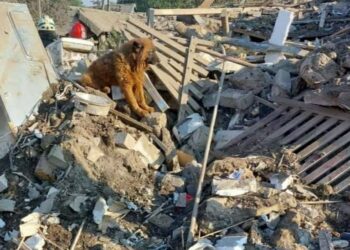 Перестало битися серце дніпровського пса Крима