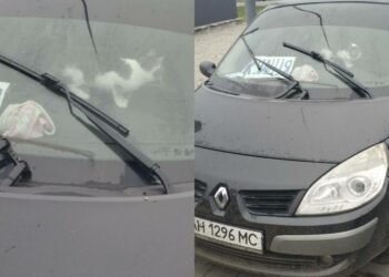 У Павлограді розшукують власника автівки з котом (ФОТО)