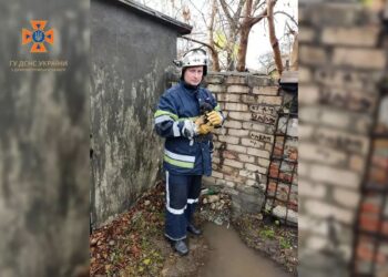 У Покрові визволили песика, який застряг під бетонною плитою