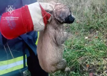 Хвилинка добра: у Кривому Розі рятувальники визволили цуценя з глибокого колодязя