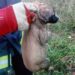 Хвилинка добра: у Кривому Розі рятувальники визволили цуценя з глибокого колодязя