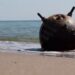 У Румунії знищили рашистську морську міну, що дрейфувала біля берега
