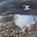 У парку Глоби знищили історичне залізне дерево