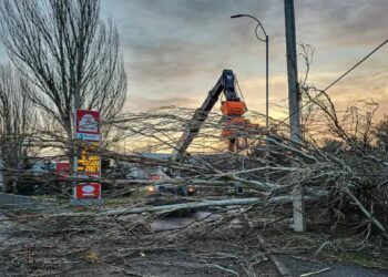 У Дніпрі на Набережній Заводській на проїжджу частину впало дерево