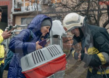 Сьогодні у Дніпрі зі зруйнованого будинку врятували кота