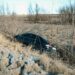 Під Дніпром автівка насмерть збила жінку: їй відірвало ногу (ФОТО 18+)