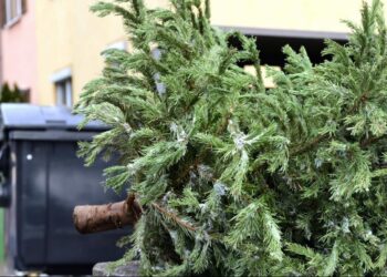 Куди у Дніпрі віднести новорічну ялинку після свят: адреси