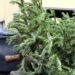 Куди у Дніпрі віднести новорічну ялинку після свят: адреси