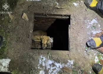 Хвилинка добра: рятувальники визволили песика, який провалився у люк