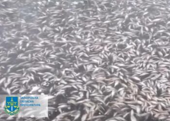 До масової загибелі риби у річці Дніпро призвели ворожі обстріли греблі Каховської ГЕС