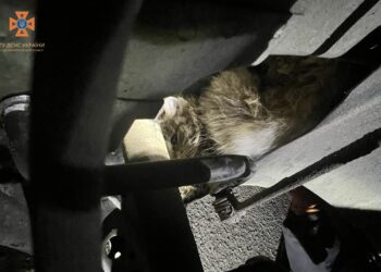 У Дніпрі врятували кішку, яка застрягла під капотом автівки