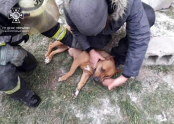 На пожежі на Нікопольщині врятували собаку господарів