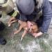 На пожежі на Нікопольщині врятували собаку господарів