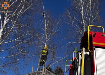 Хвилинка доброти: дніпровські рятувальники зняли пухнастика з дерева