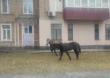 У Дніпрі знайшли “безпритульних” коней