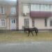 У Дніпрі знайшли “безпритульних” коней