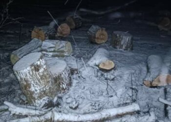 В області затримали «чорних» лісорубів