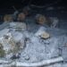 В області затримали «чорних» лісорубів