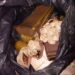 В одному з районів Дніпра виявлено схованку зі зброєю