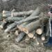 На Дніпропетровщині затримали двох «чорних лісорубів»