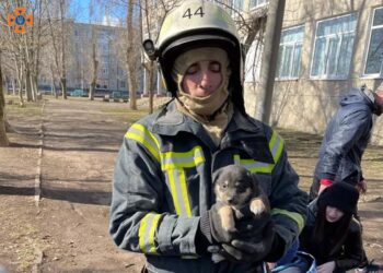 Хвилинка доброти: у Покрові рятувальники звільнили з пастки цуцика