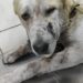 Виявилося, що собаку у Кам’янському розстріляв поліцейський